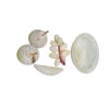 Onyx Fruit Set (Size : 10 cm) - Image 3